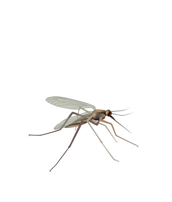 Mosquito control in Calgary