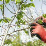 A Springtime Checklist - For Your Trees! - One Man and a Lady Bug - Pest Control Calgary