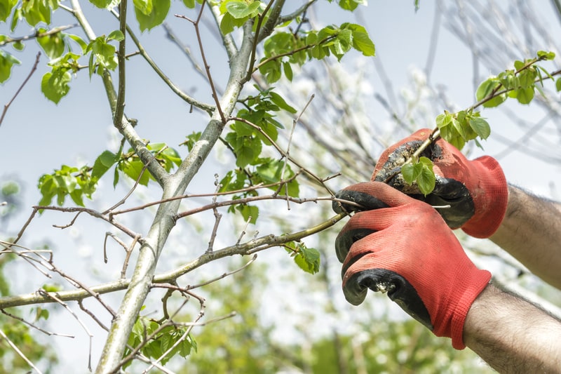 A Springtime Checklist - For Your Trees! - One Man and a Lady Bug - Pest Control Calgary