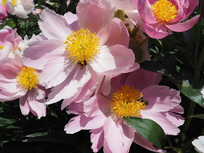 The Bees and the Blooms - One Man and a Lady bug - Pest Control Calgary