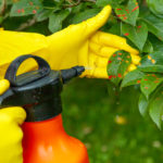 Protecting Your Trees Against Pests - One Man and a Lady Bug - Pest Control Company Calgary