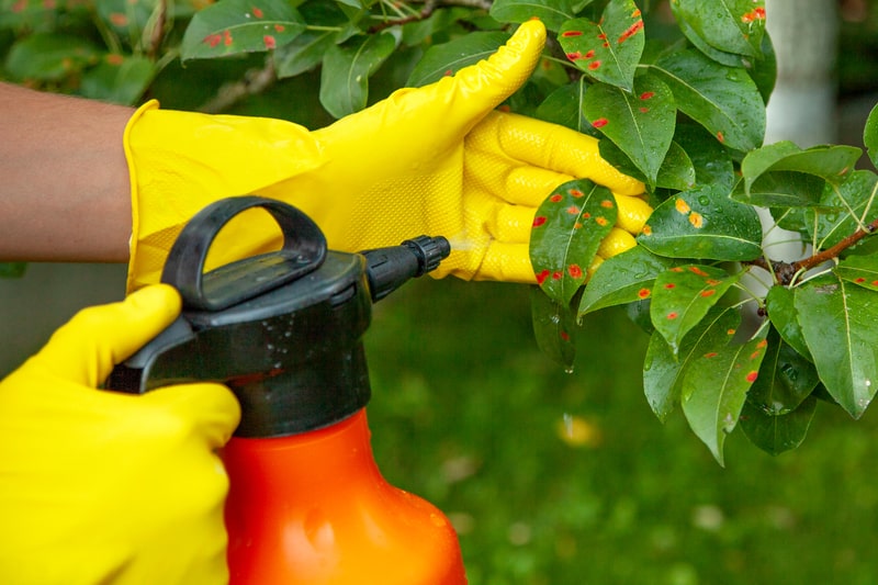 Protecting Your Trees Against Pests - One Man and a Lady Bug - Pest Control Company Calgary