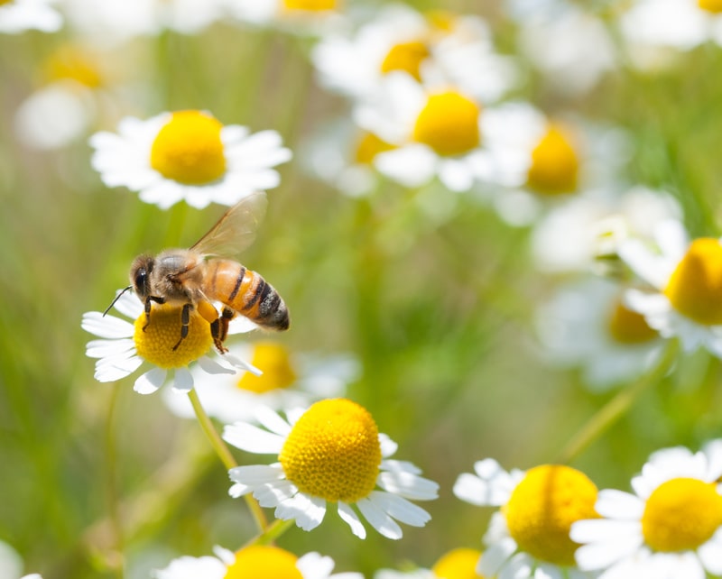 Life with the Bee - One Man and a Lady Bug - Pest Control Company