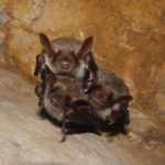 Bats: Furry Friend or Freaky Foe? - One Man and a Lady Bug - Pest Control Calgary - Featured Image