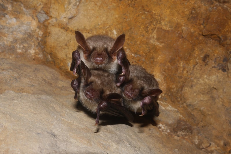 Bats: Furry Friend or Freaky Foe? - One Man and a Lady Bug - Pest Control Calgary - Featured Image