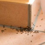 All About Ants - One Man and a Lady Bug - Pest Control Calgary - Featured Image