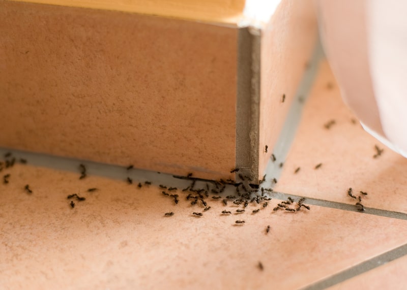 All About Ants - One Man and a Lady Bug - Pest Control Calgary - Featured Image