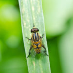 Fruit Flies and How to Get Rid of Them! - One Man and a Lady Bug - Pest Control Company - Featured Image