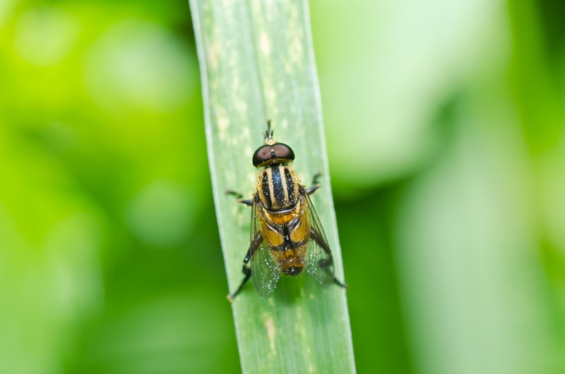 Fruit Flies and How to Get Rid of Them! - One Man and a Lady Bug - Pest Control Company - Featured Image