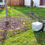 Fall Tree Care - One Man and a Lady Bug - Pest Control Calgary - Featured Image
