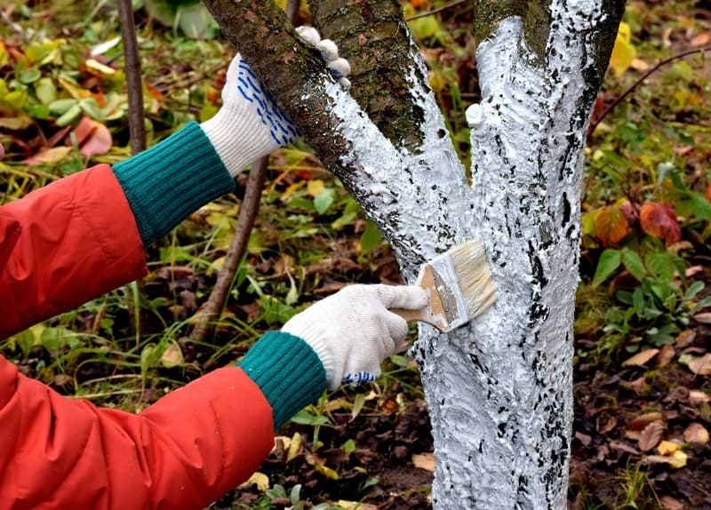 All About Winter Tree Care