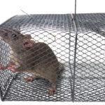 Why Choose Environmentally Responsible Rodent Control? - One Man and a Lady Bug - Pest Control Company - Featured Image