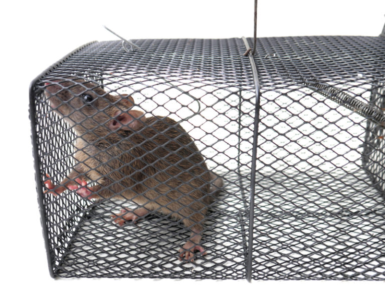 Why Choose Environmentally Responsible Rodent Control?