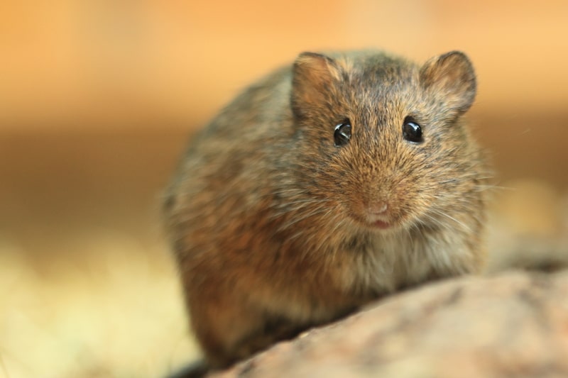 The Elusive Vole - One Man and a Lady Bug - Pest Control Company - Featured Image