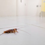 Cockroaches 101 - One Man and a Lady Bug - Pest Control Company - Featured Image