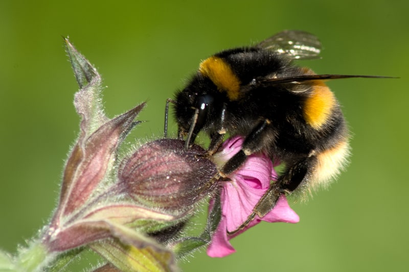 Planting for the Pollinators - One Man and a Lady Bug - Pest Control Company - Featured Image