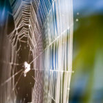 Garden Spiders and How They Can Help - One Man and a Lady Bug - Pest Control Company - Featured Image