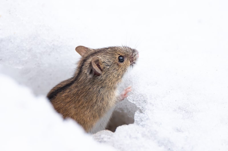 Winter Pest Prep - One Man and a Lady Bug - Pest Control Calgary - Featured Image