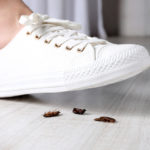 A Guide To Roaches - One Man and a Lady Bug - Pest Control Company - Featured Image