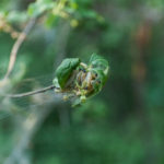 Protect Your Trees During Warm Winters! - One Man and a Lady Bug - Pest Control Company - Featured Image