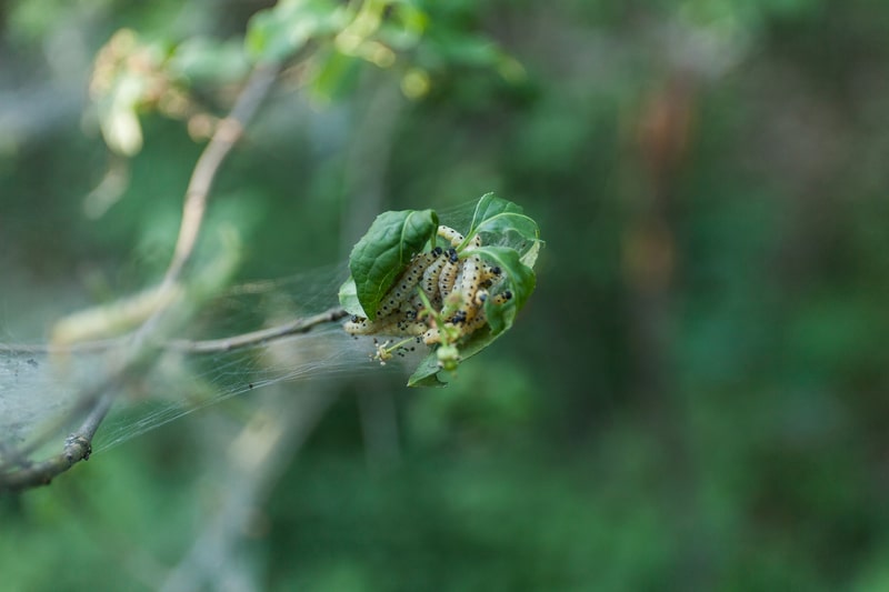 Protect Your Trees During Warm Winters! - One Man and a Lady Bug - Pest Control Company - Featured Image