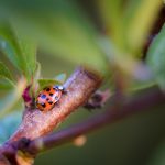 Attract Good Pests to Garden