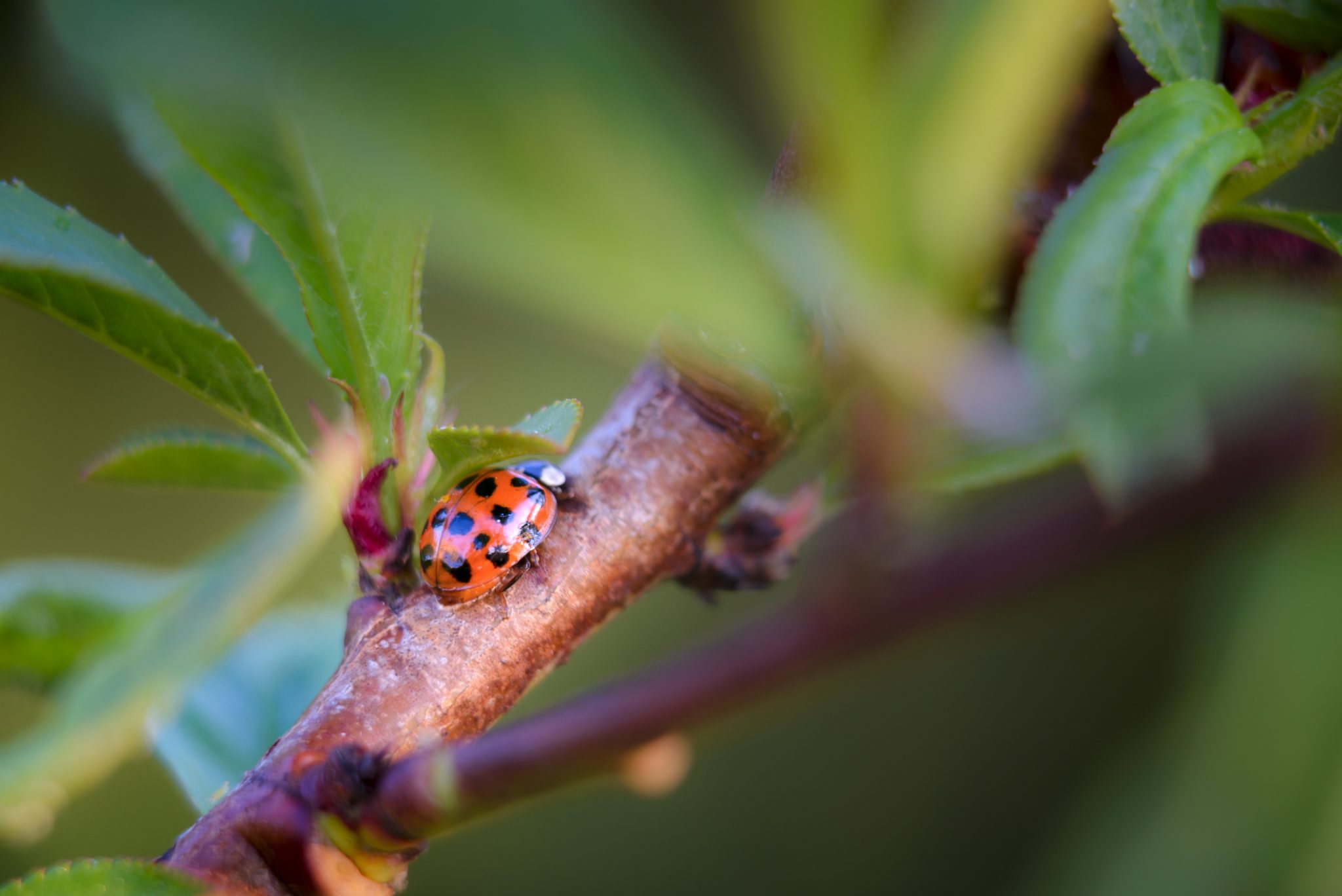 Attracting the Good Bugs to Your Garden Pest Control Calgary