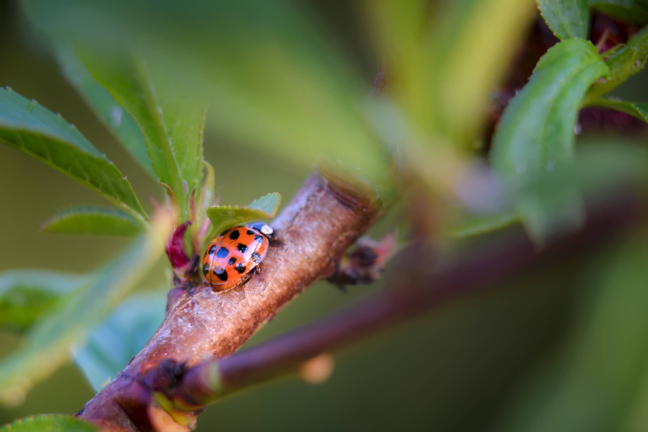 Attract Good Pests to Garden