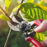 protecting trees from pests