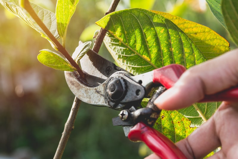 protecting trees from pests