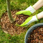 How to Protect Your Trees This Summer