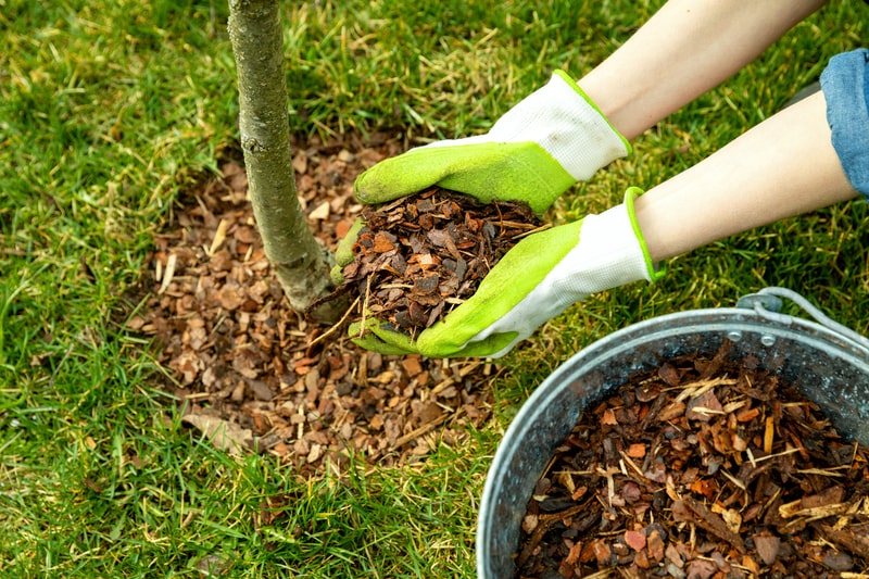 How to Protect Your Trees This Summer