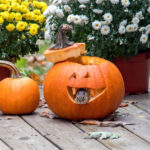 Protect Your Home from Fall Pests