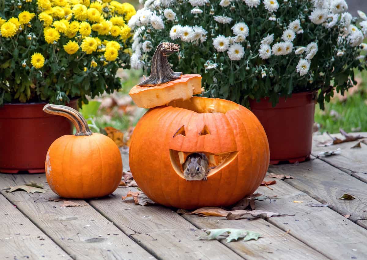 Protect Your Home from Fall Pests