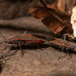 Overwintering Pests