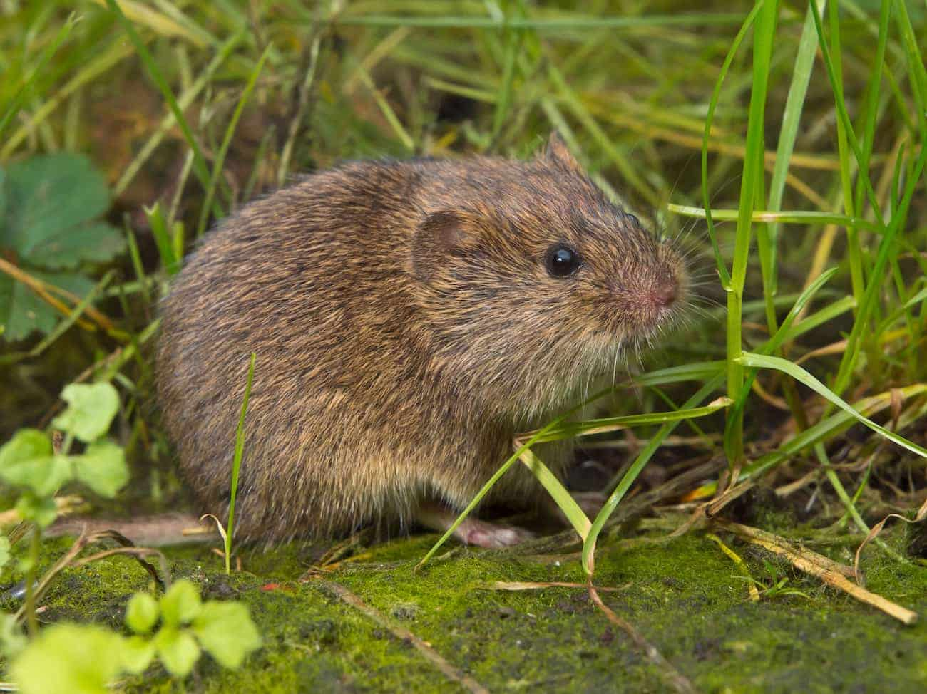 Avoid Vole Damage Now