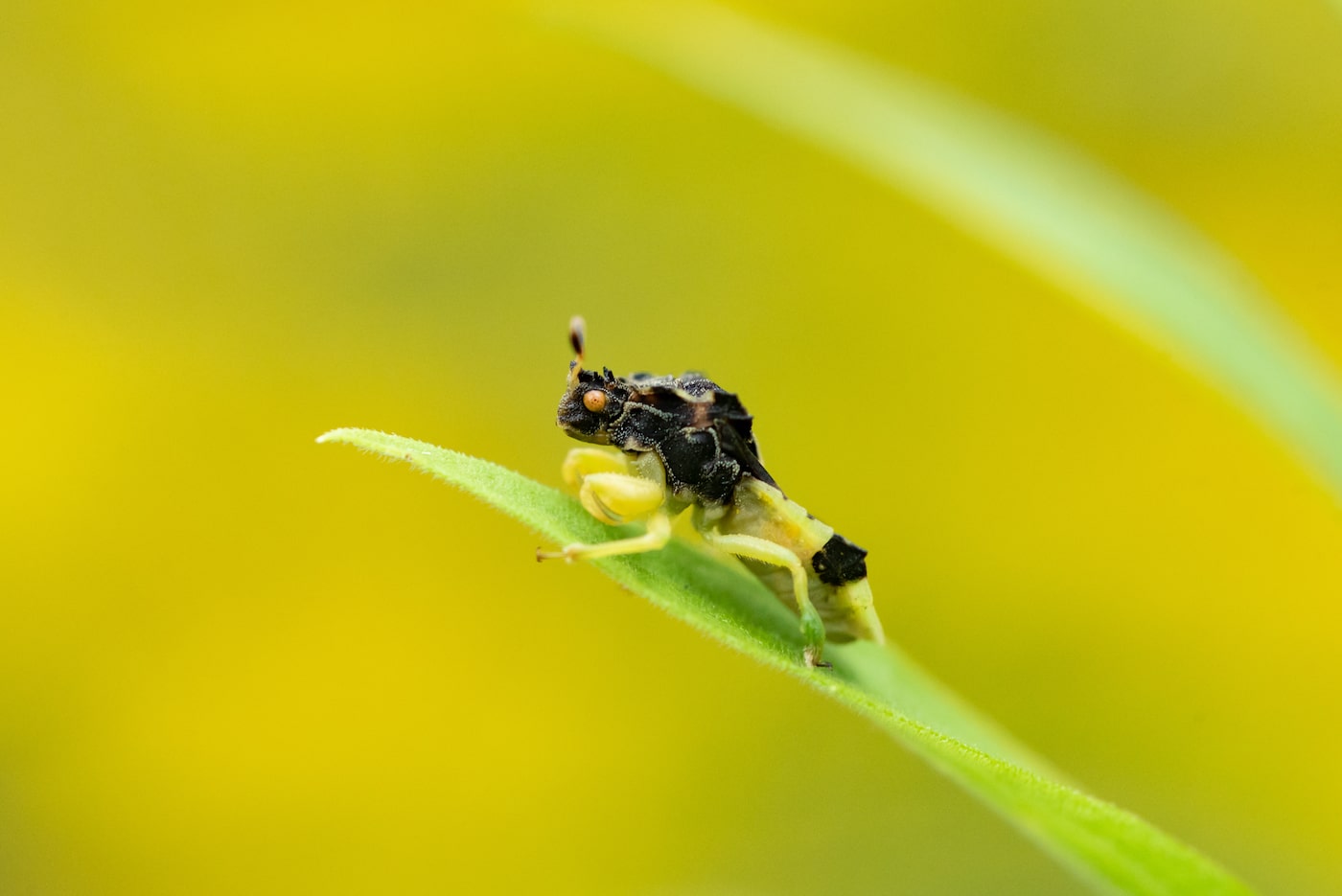 Local Insects