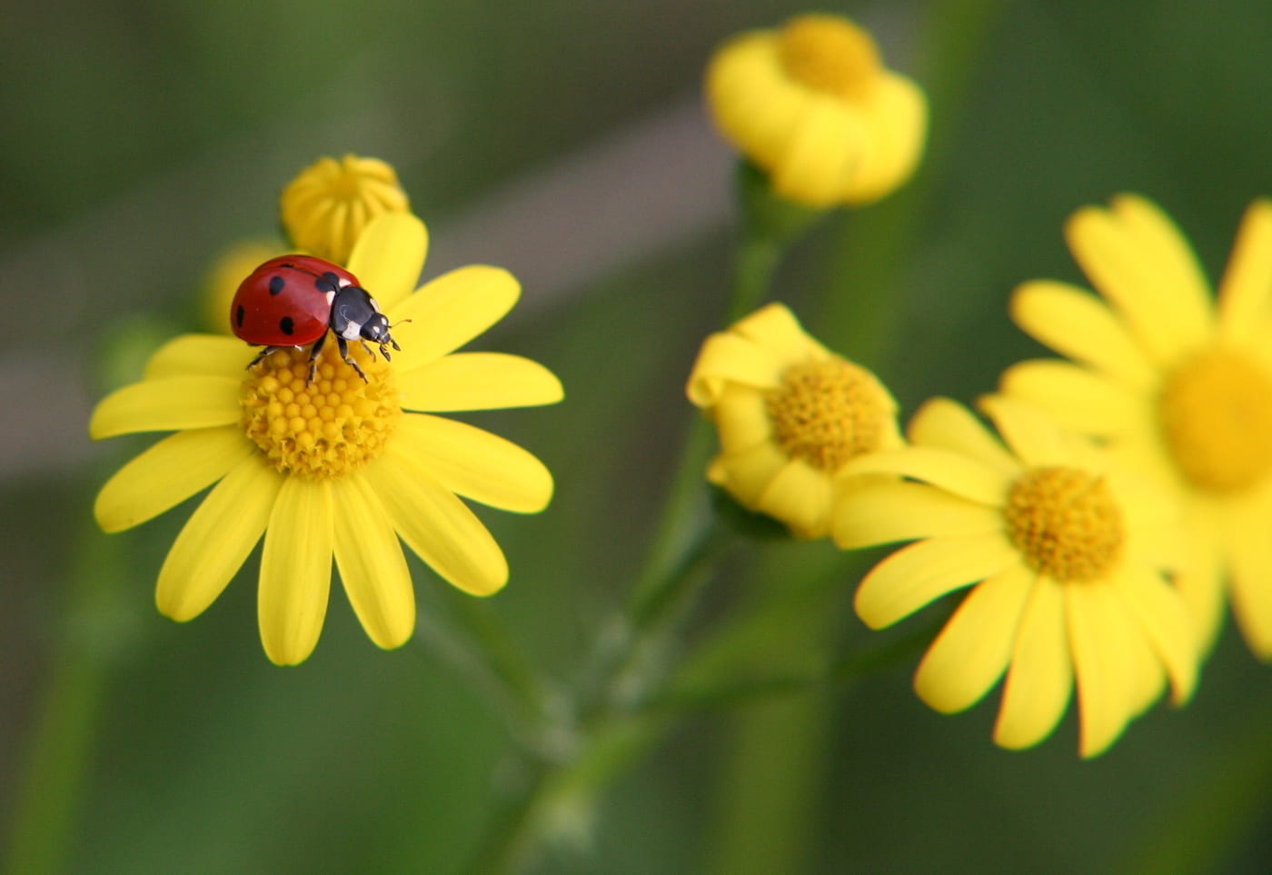 Pests Good for Plants