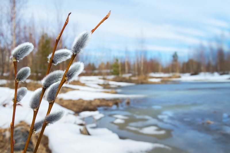 Getting Your Trees Ready For the Spring Thaw!