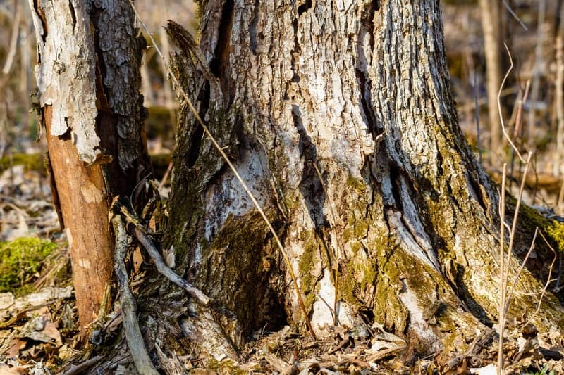 Common Tree Diseases and How To Spot Them