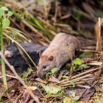 Rodents From Causing Damage To Your Yard