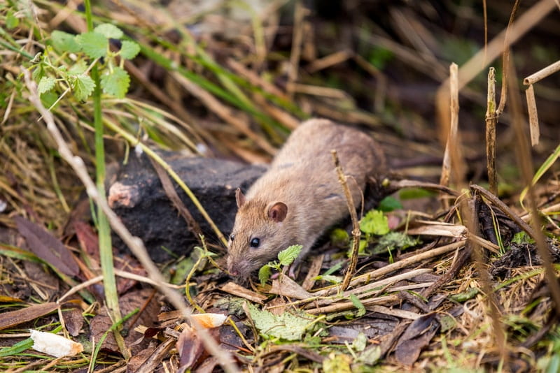 Rodents From Causing Damage To Your Yard