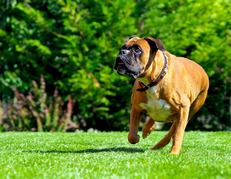 Is Pest Control Safe For Pets?