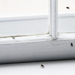 How to Prepare Your Home For Different Pest Treatments
