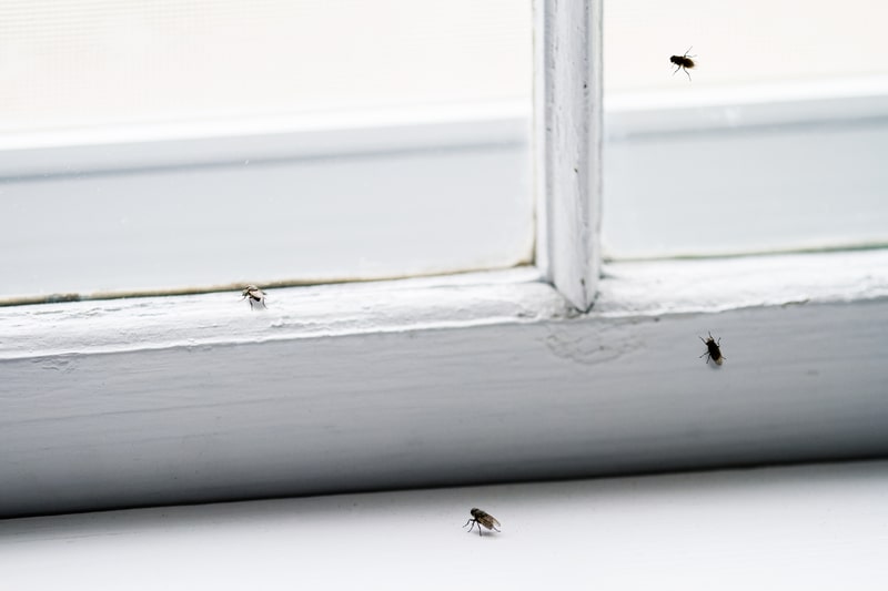 How to Prepare Your Home For Different Pest Treatments