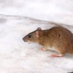 Keep Pests Out Before Winter