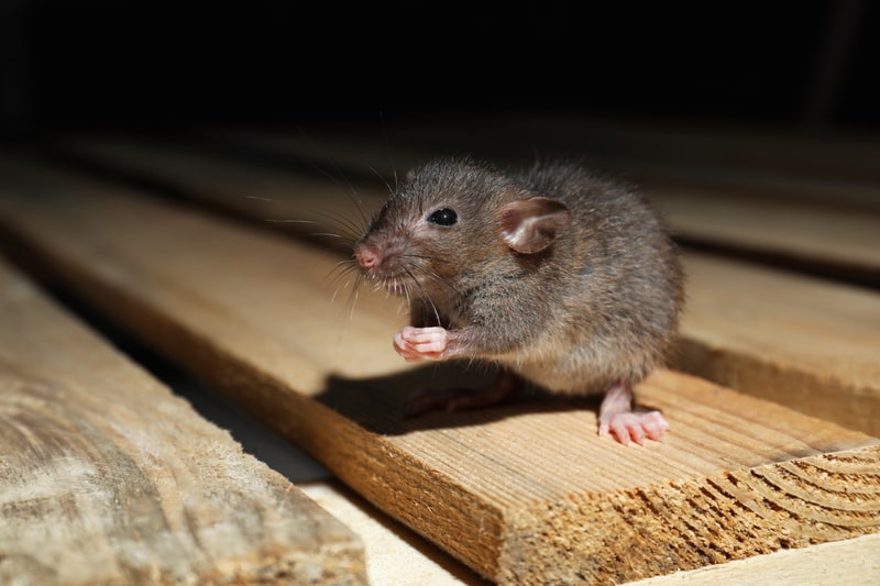 5 Strategies to Keep Your House Mouse-Free
