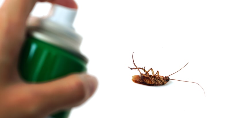 Keep An Eye Out For These Winter Pests
