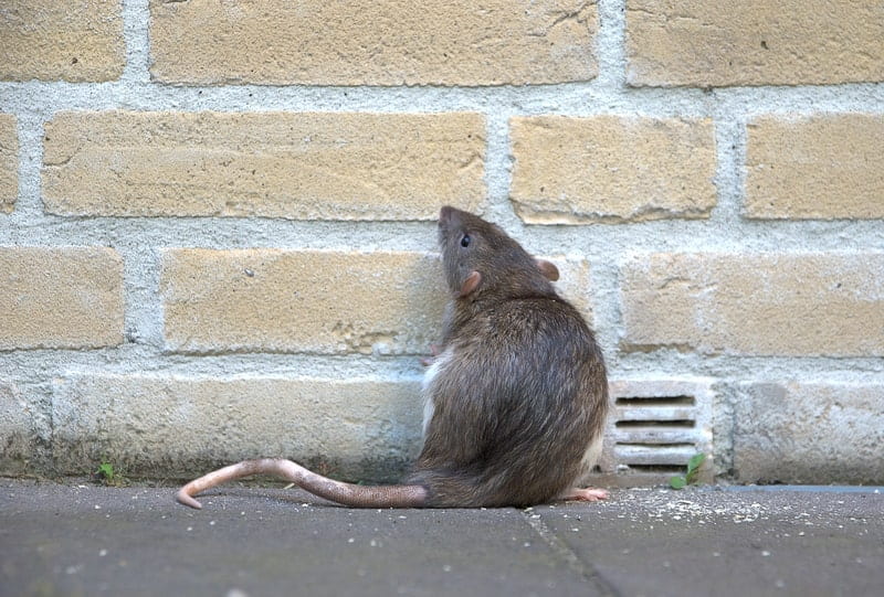 Pest Control, Expectations vs Reality