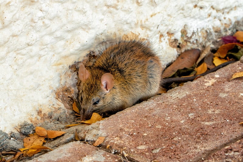 Avoiding an Uptick in Rodents During Winter